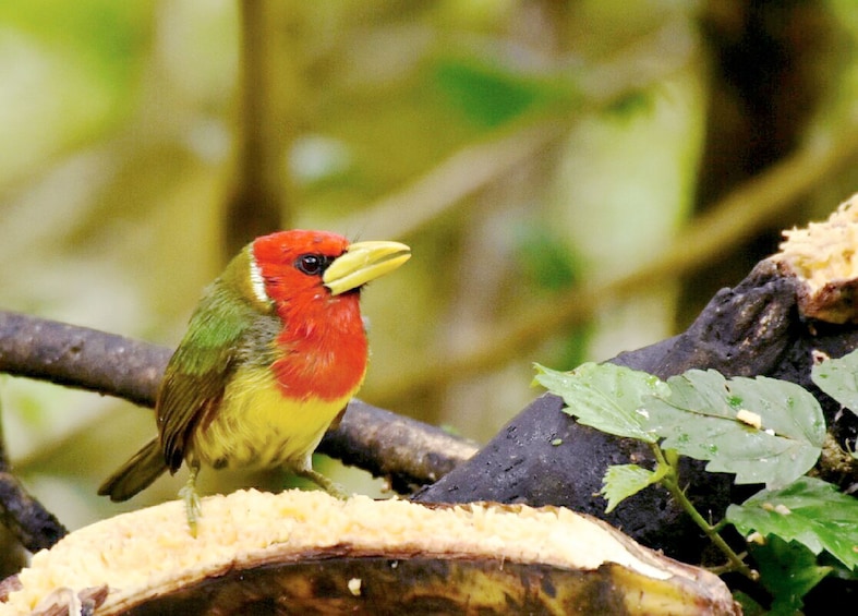Finch bird at the Mindo Cloud Forest in Ecuador