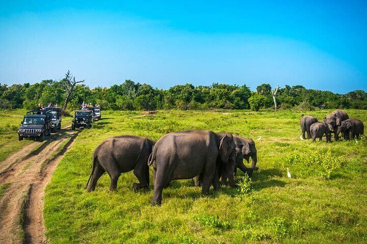 Minneriya National Park Jeep Safari From Sigiriya / Dambulla / Habarana