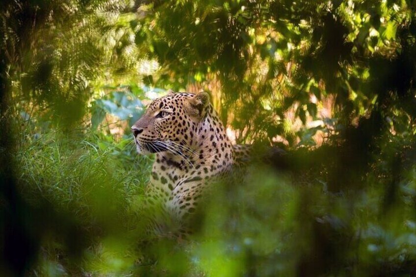 Wilpattu National Park Safari