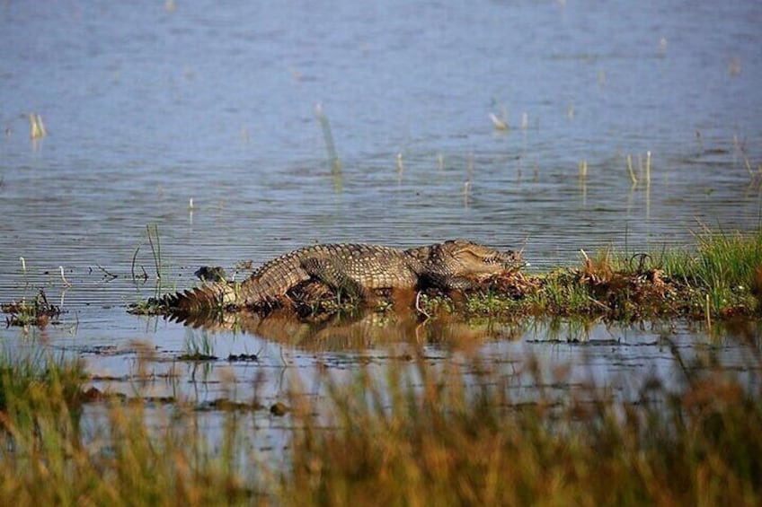 Wilpattu National Park Safari