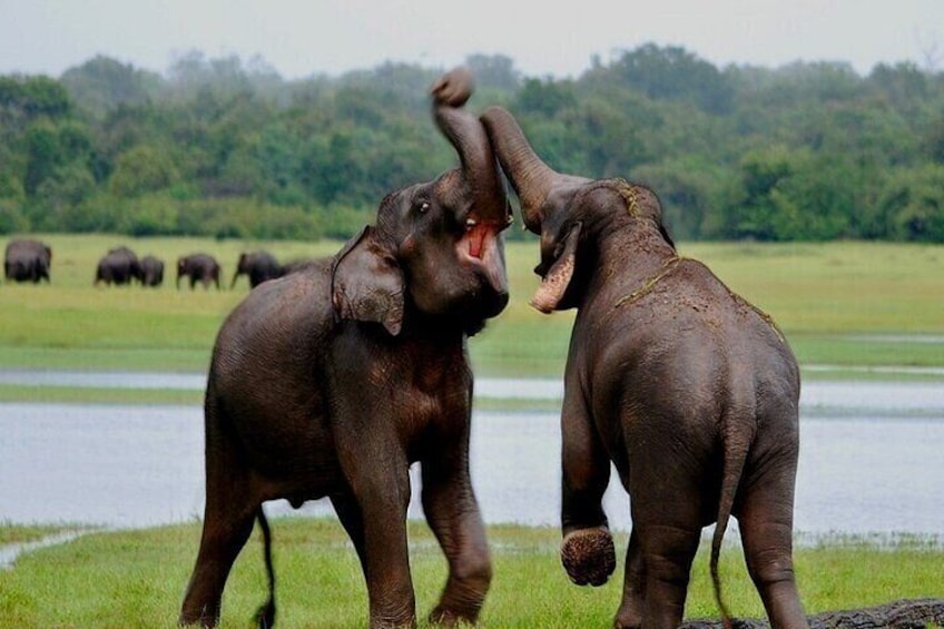 Wilpattu National Park Safari