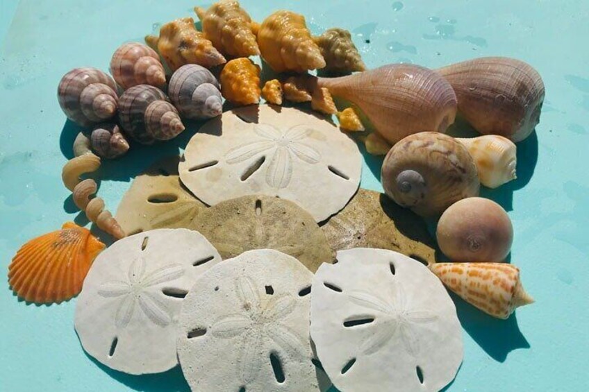 2-Hour Florida Sand Bar Shelling Guided Tour