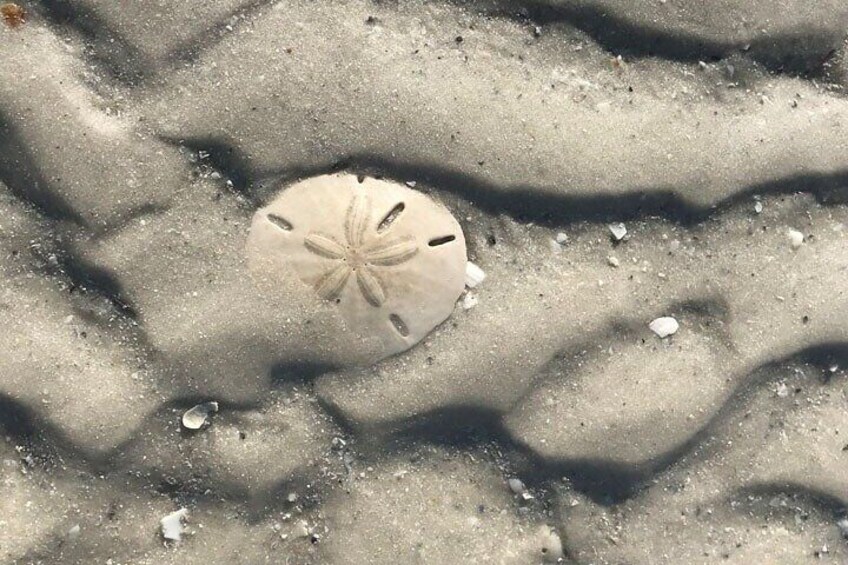 2-Hour Florida Sand Bar Shelling Guided Tour