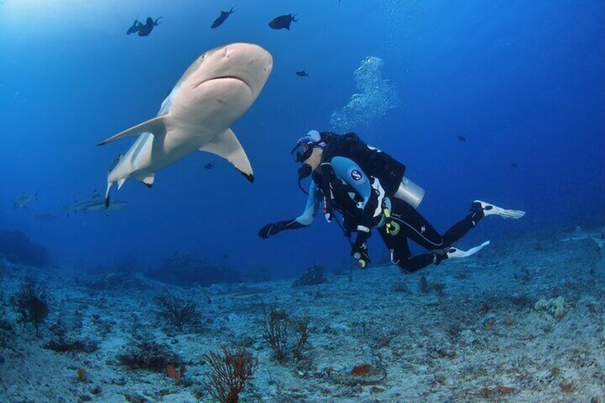 Our highlight: diving with black-tip shark!