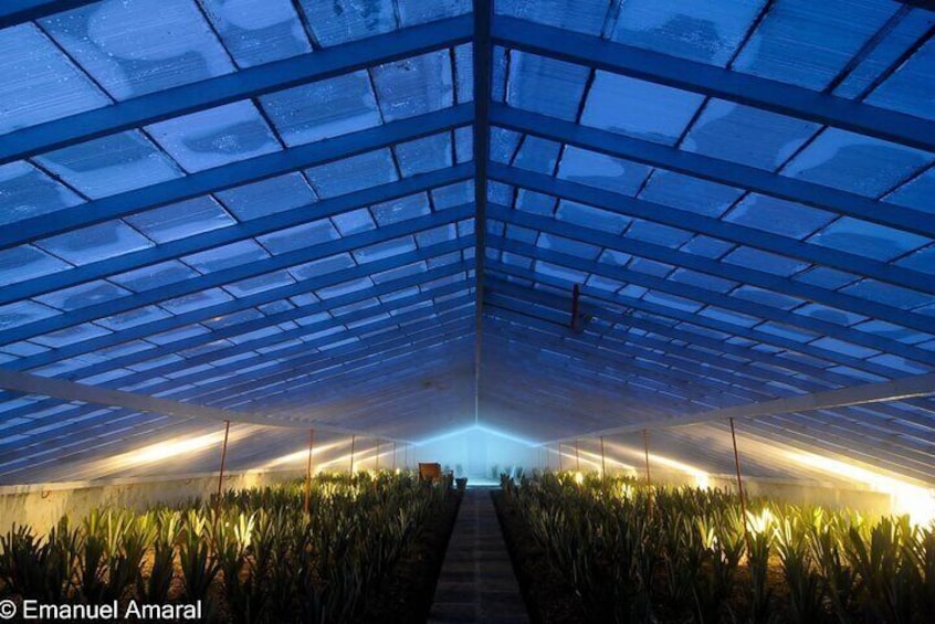 Hot Water Pool Bath Inside Pineapple Plantation in Portugal