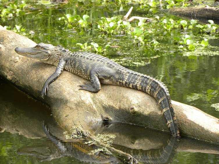Alligator on a tree