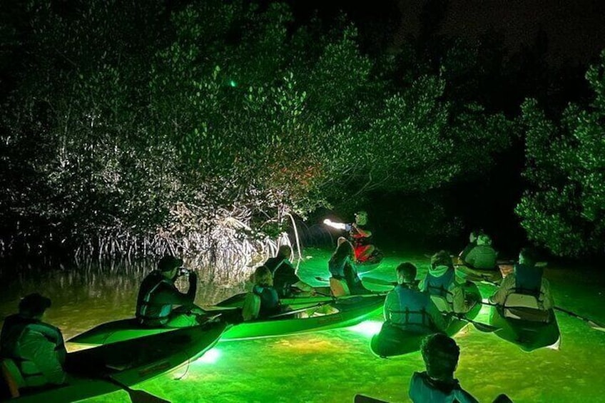 We start off in the mangrove canals on our Glass Bottom Kayak LED illuminated night tours in Sarasota as we illuminate the seafloor at night with our high powered underwater custom led lights.