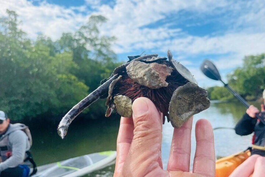 Mangrove Tunnels Eco Tour (Kayak & Paddle Board)