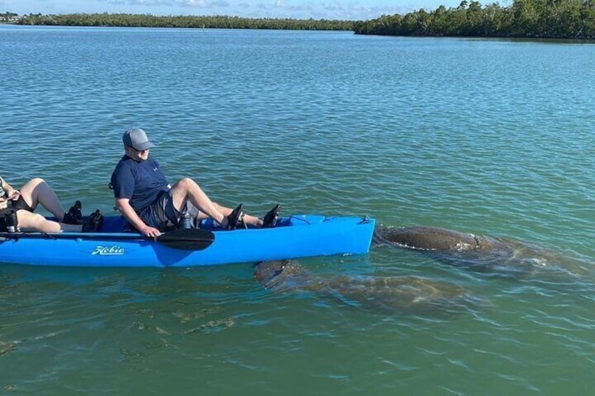 manatee -kayak pedals tour with Marco Eco Tours