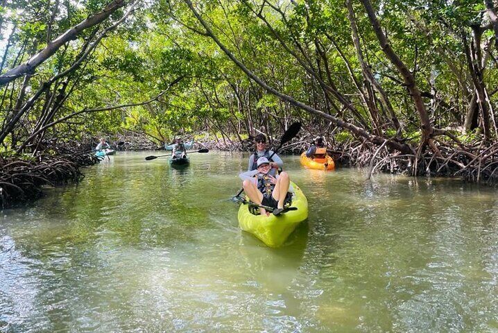 Mangrove Tunnels Kayak And Paddle Board Eco Tour