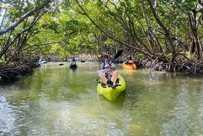 Mangrove Tunnels Kayak and Paddle Board Eco Tour