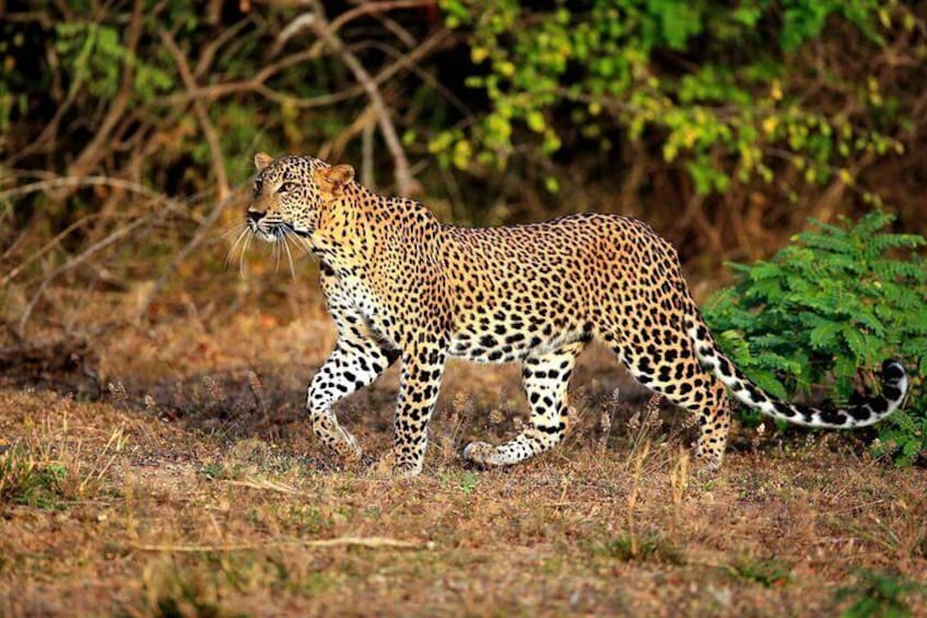 Yala National Park Safari