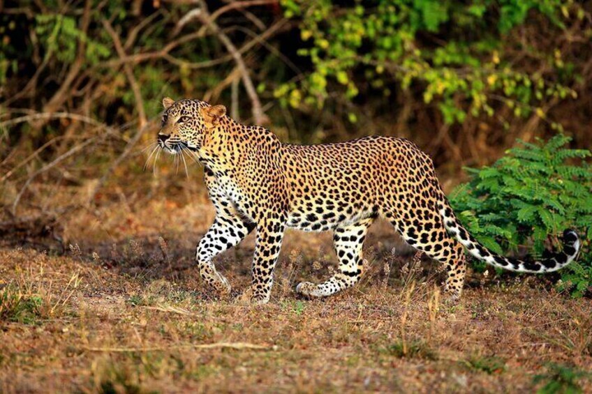Yala National Park Safari