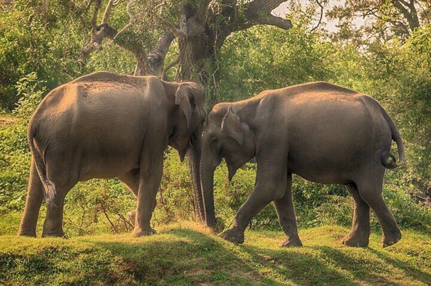 Yala National Park Safari