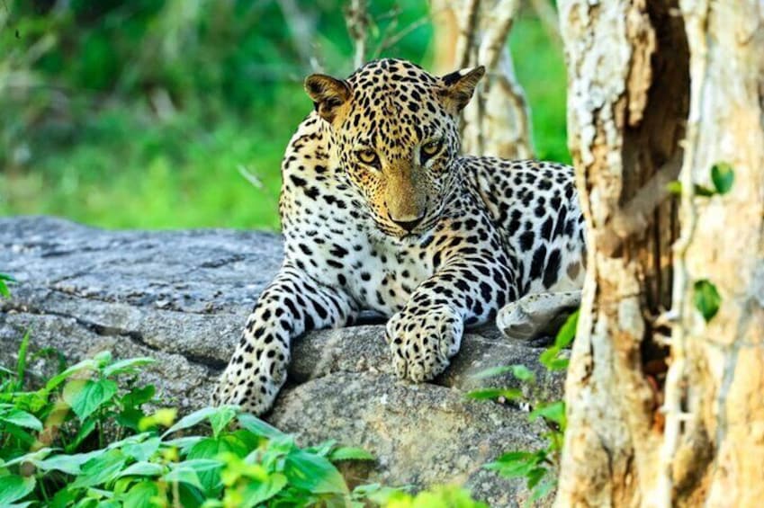 Yala National Park Safari