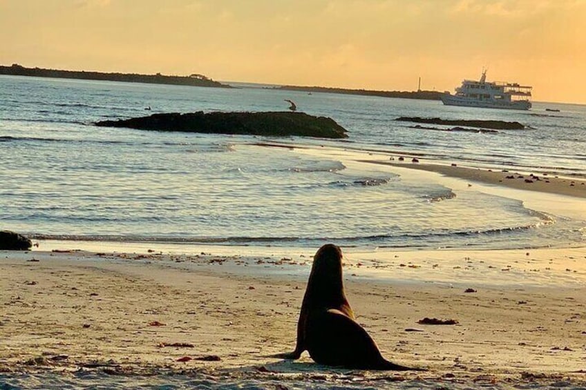 Isabela Island Tour in Galapagos with Kayak and Snorkeling