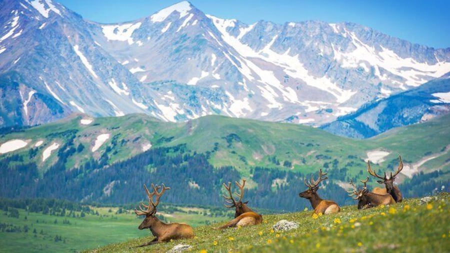 Private Birding Hike in Rocky Mountain National Park