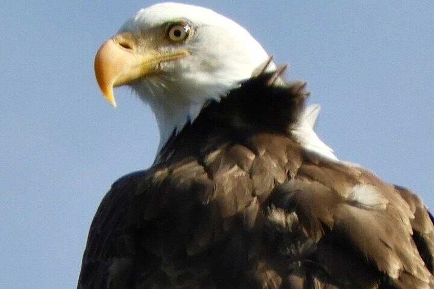 Beak and Talon Birdwatching Experience in Colorado