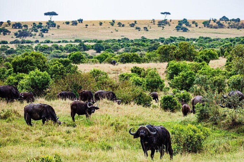 7-Day Kenya National Park Jeep Tour in 5-Star Luxury Lodges