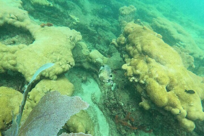 Private Snorkel Tour of Fort Lauderdale