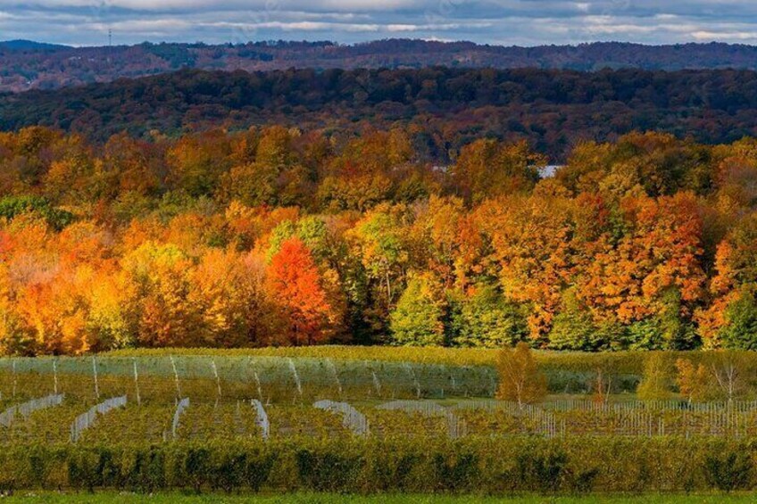 4-Hour Traverse City Sunset Wine Tour: 3 Wineries on Old Mission Peninsula