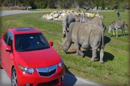 Il miglior tour di un giorno a Fort Lauderdale Beach&Lion Country Safari&Pa...