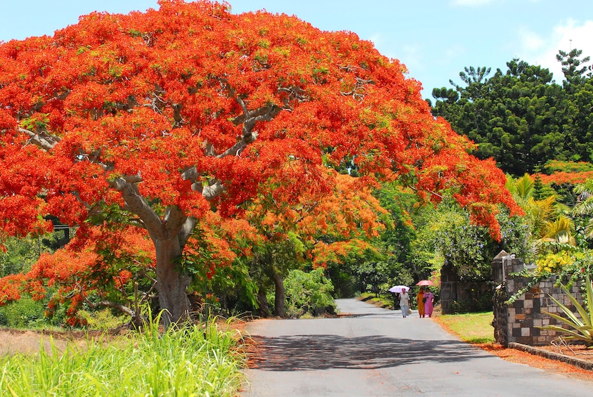 Beautiful flowering trees and walking path in Mauritius