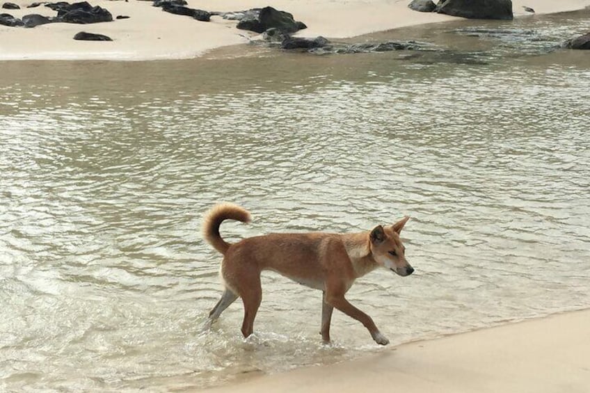 Dingo on K'Gari (Fraser Island)