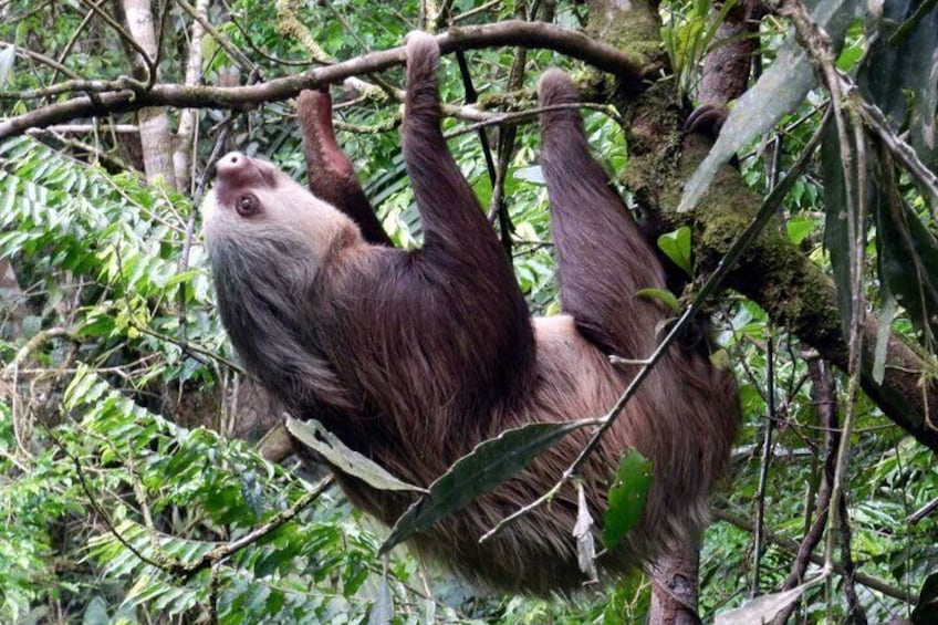 Beautiful Sloth in the Wild