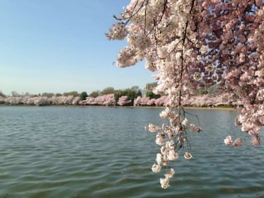 Liten grupp Washington D.C. Körsbärsblomning 1-dagars rundtur