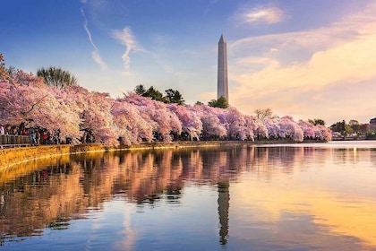 BEST Washington D.C. Kirsikankukkien päiväkierros DC&VA:lta