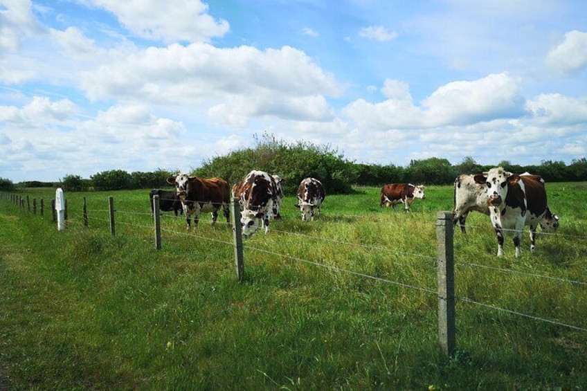 Normandy Battlefields Tour - American Sites