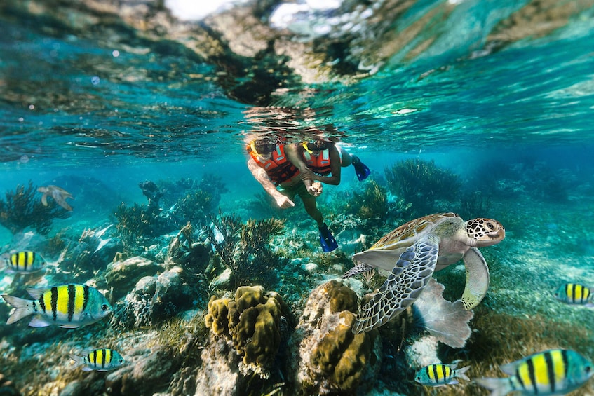 Reef Snorkeling in National Park from Cancun with Beachside Lunch