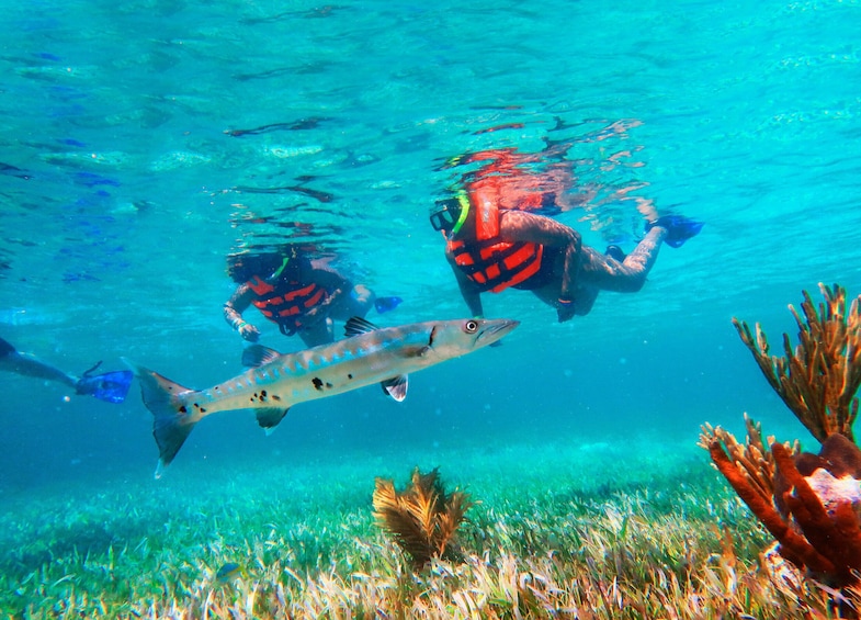 Reef Snorkeling in National Park from Cancun with Beachside Lunch