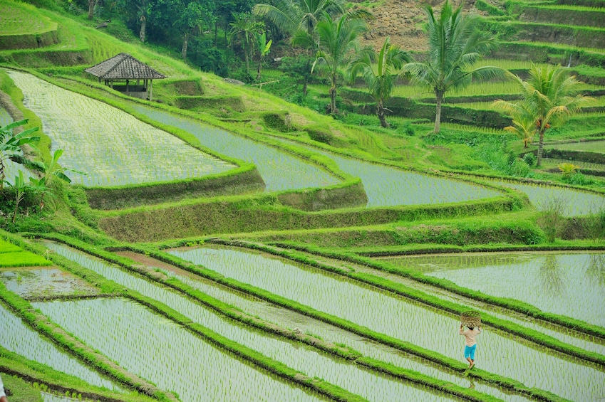 Rice Paddy Village Walking Tour 