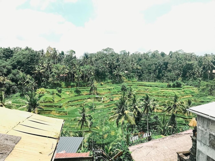 Rice Paddy Village Walking Tour 