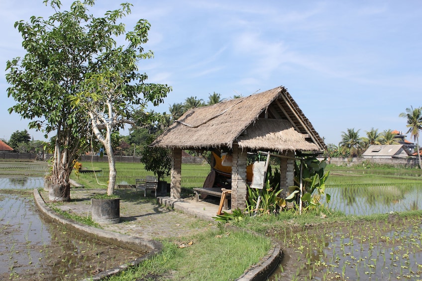 Rice Paddy Village Walking Tour 