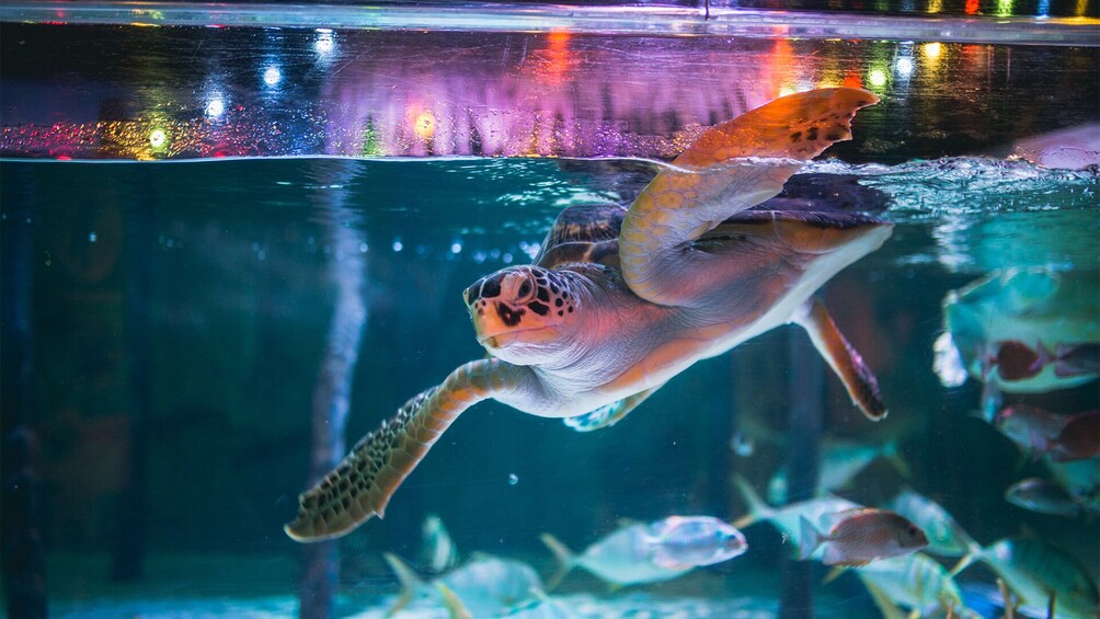 Sealife Bangkok + Madame Tussauds Bangkok Bundle
