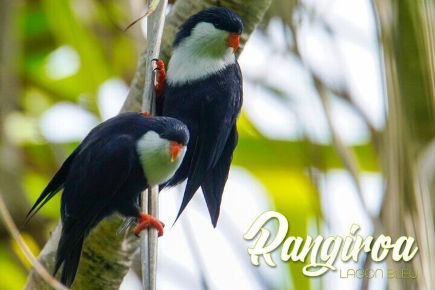 Blue Lagoon - PRIVATE ISLAND -Pink sand beach and wildlife reserve