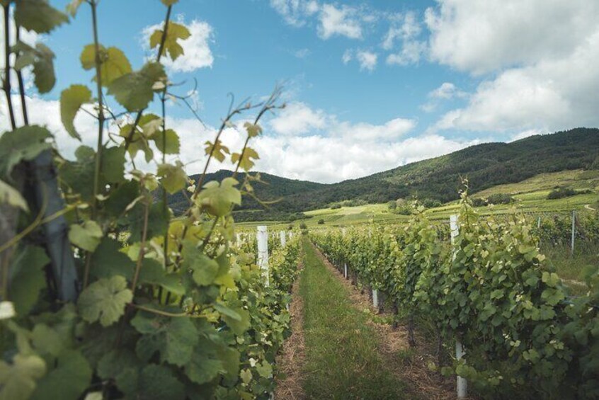 Private excursion on the Alsace Wine Route