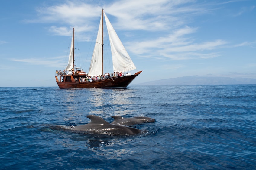 5-hour Masca-Los Gigantes Whale Watching Tour