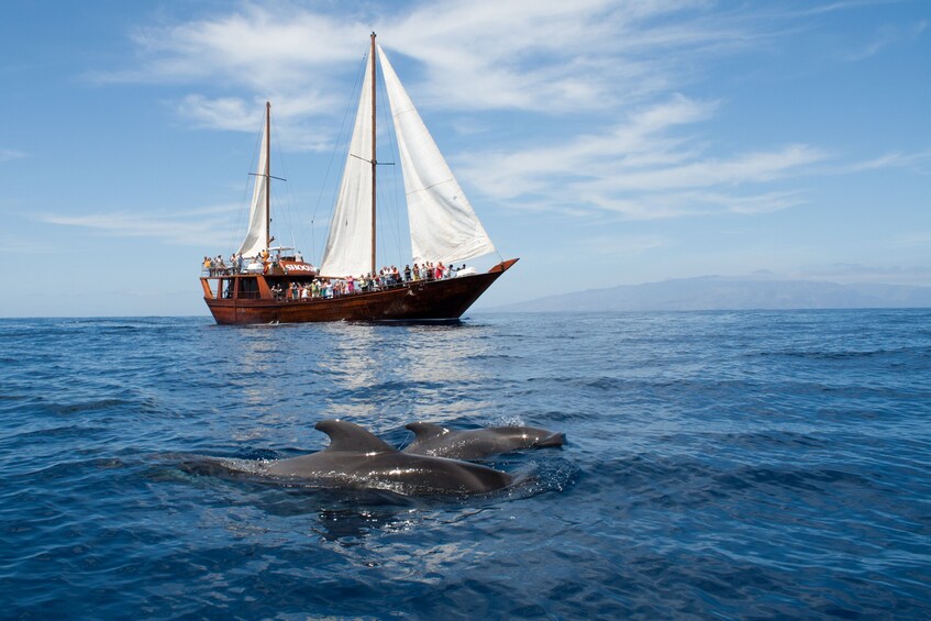 5-hour Masca-Los Gigantes Whale Watching Tour