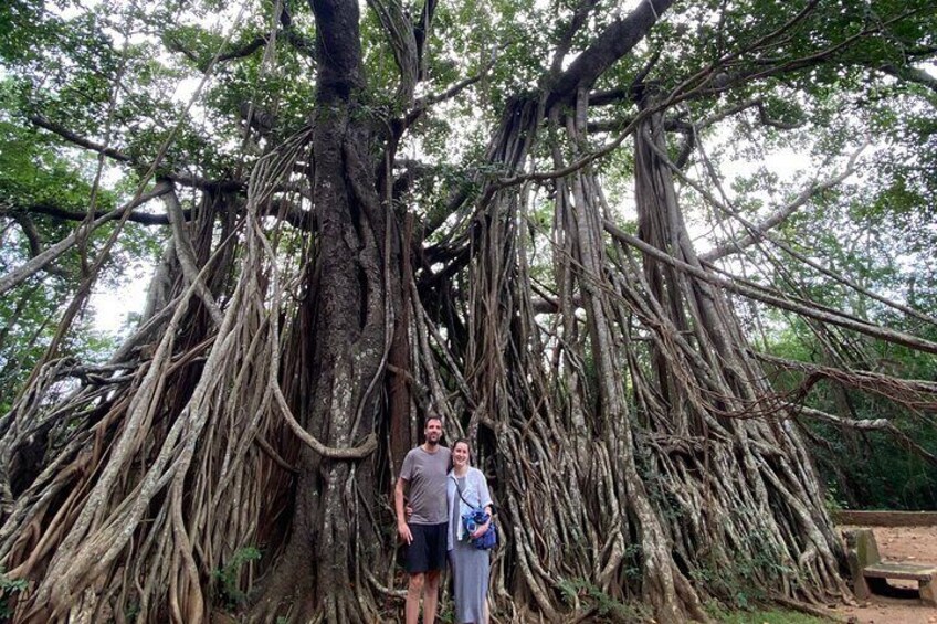Old banion tree ( Anuradhapura)