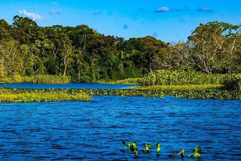 7 Hours Monkey Island and Nature Walk at Soberania National Park