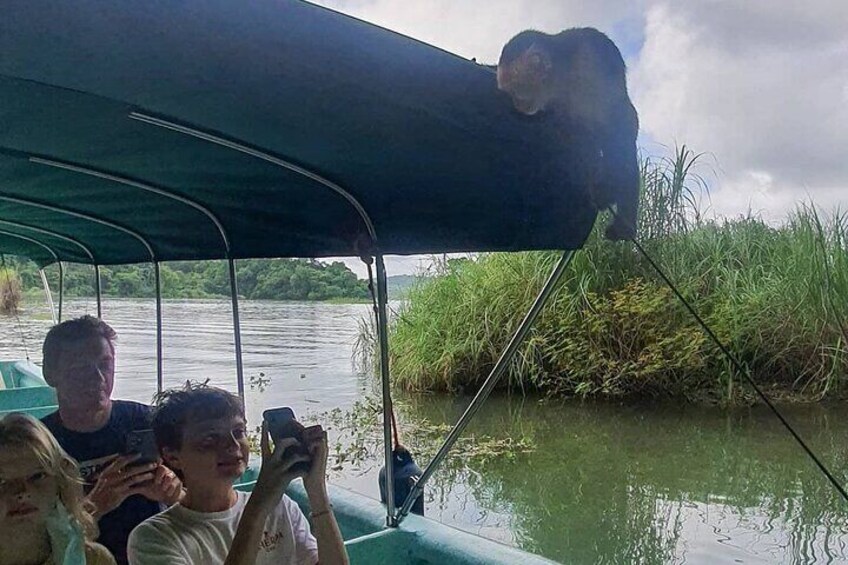 7 Hours Monkey Island and Nature Walk at Soberania National Park