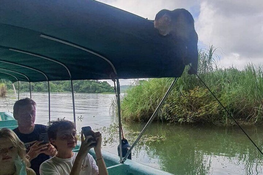 7 Hours Monkey Island and Nature Walk at Soberania National Park