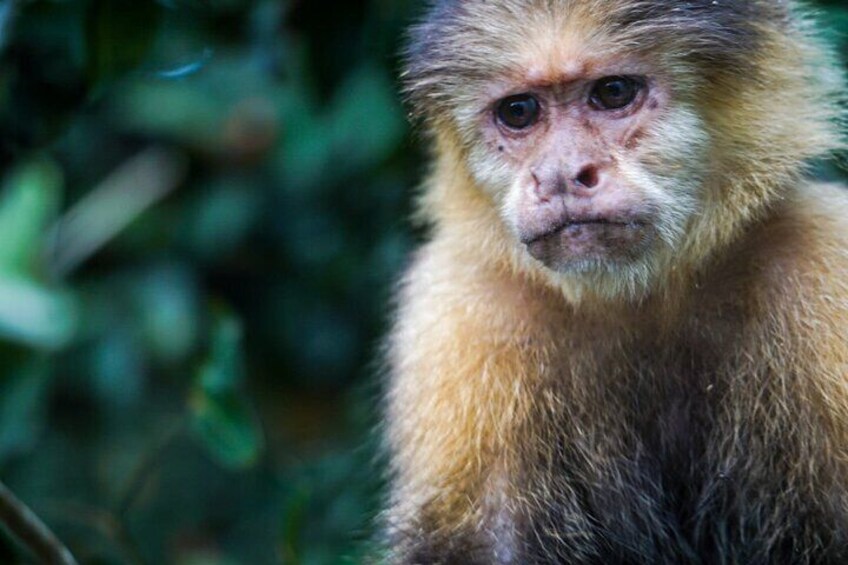 7 Hours Monkey Island and Nature Walk at Soberania National Park