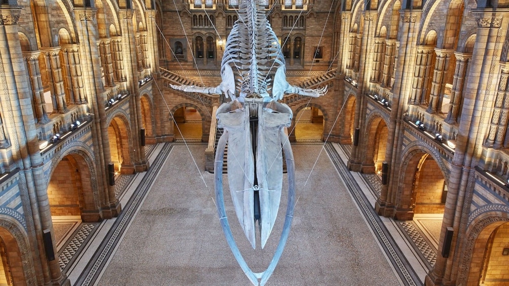 Skeleton of a whale on display at the British Museum