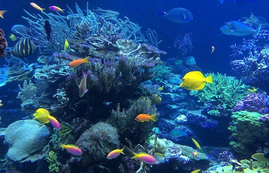 Coral reef and colorful fish in Cozumel