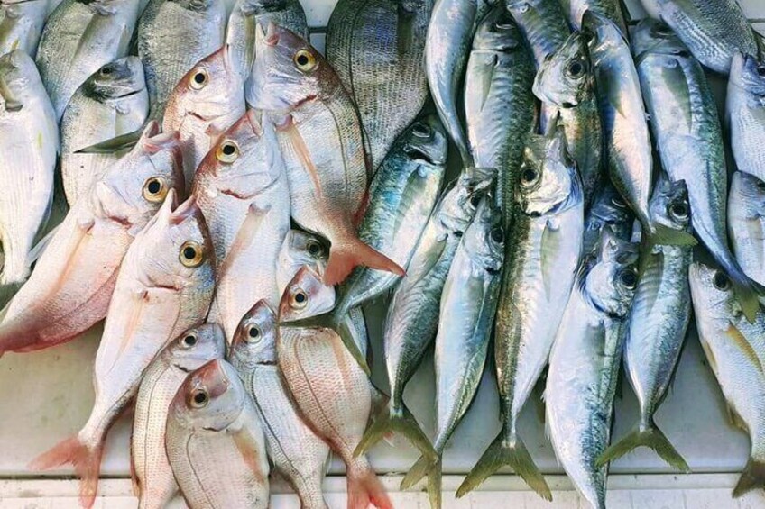 Boat Fishing Adventure From Tarragona